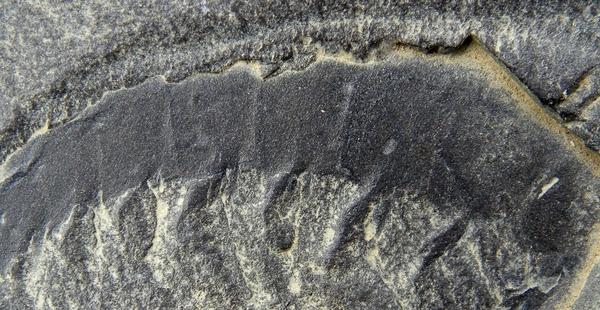 Se descubren los fósiles del esquisto de Burgess-0
